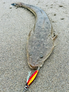 マゴチの釣果