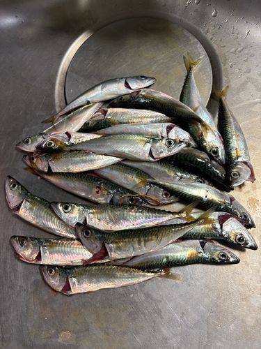 サバの釣果