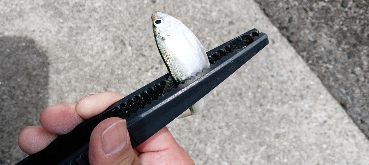 サッパの釣果写真