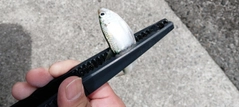 サッパの釣果