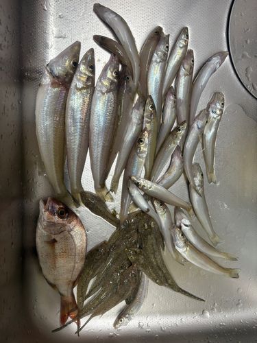 キスの釣果