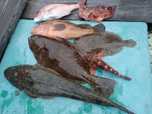 マゴチの釣果