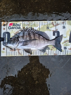 クロダイの釣果