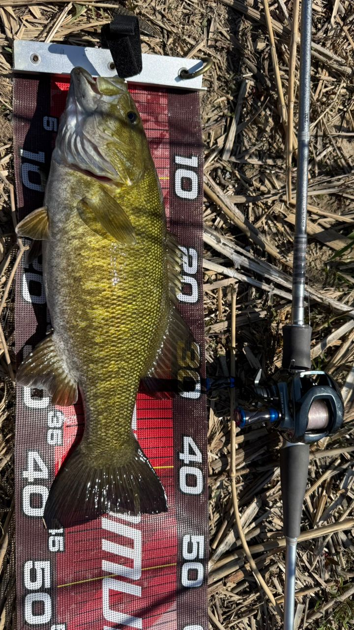 DAIWA 14ハートランド AGS 832MSB-SV AGS21の最安値・インプレ・釣果