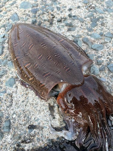 モンゴウイカの釣果