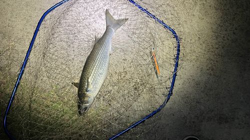 ボラの釣果