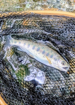 ヤマメの釣果
