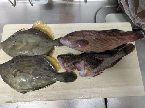 カワハギの釣果