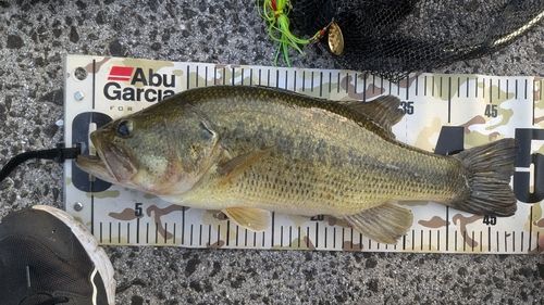 ブラックバスの釣果