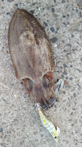 モンゴウイカの釣果