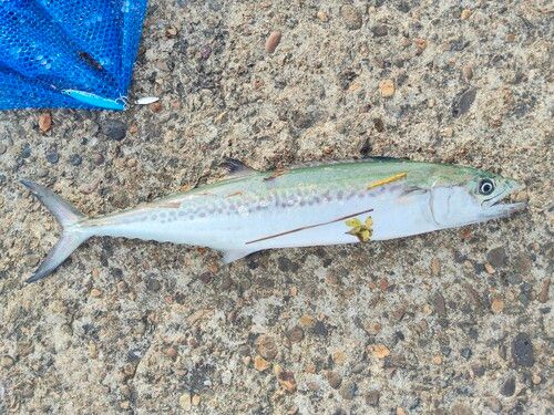 サゴシの釣果