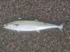サゴシの釣果