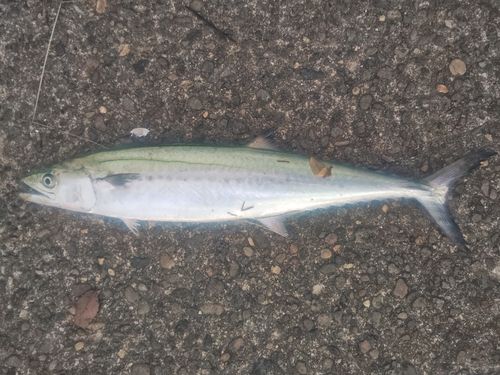 サゴシの釣果