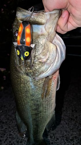 ブラックバスの釣果