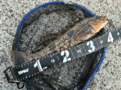 アイナメの釣果