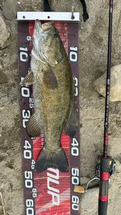 スモールマウスバスの釣果