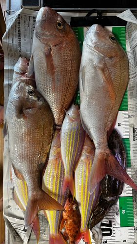 タイの釣果
