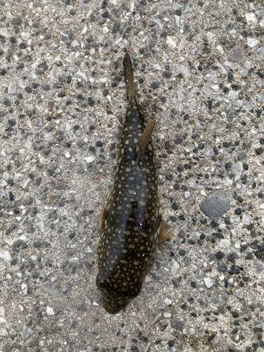 クサフグの釣果