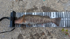 アイナメの釣果
