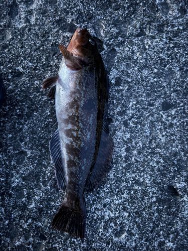 アイナメの釣果