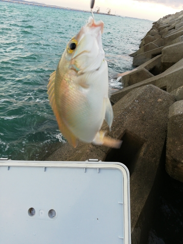 ジューマー(ヒトスジタマガシラ)の釣果