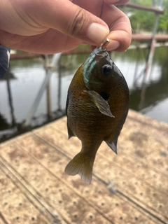 ブルーギルの釣果