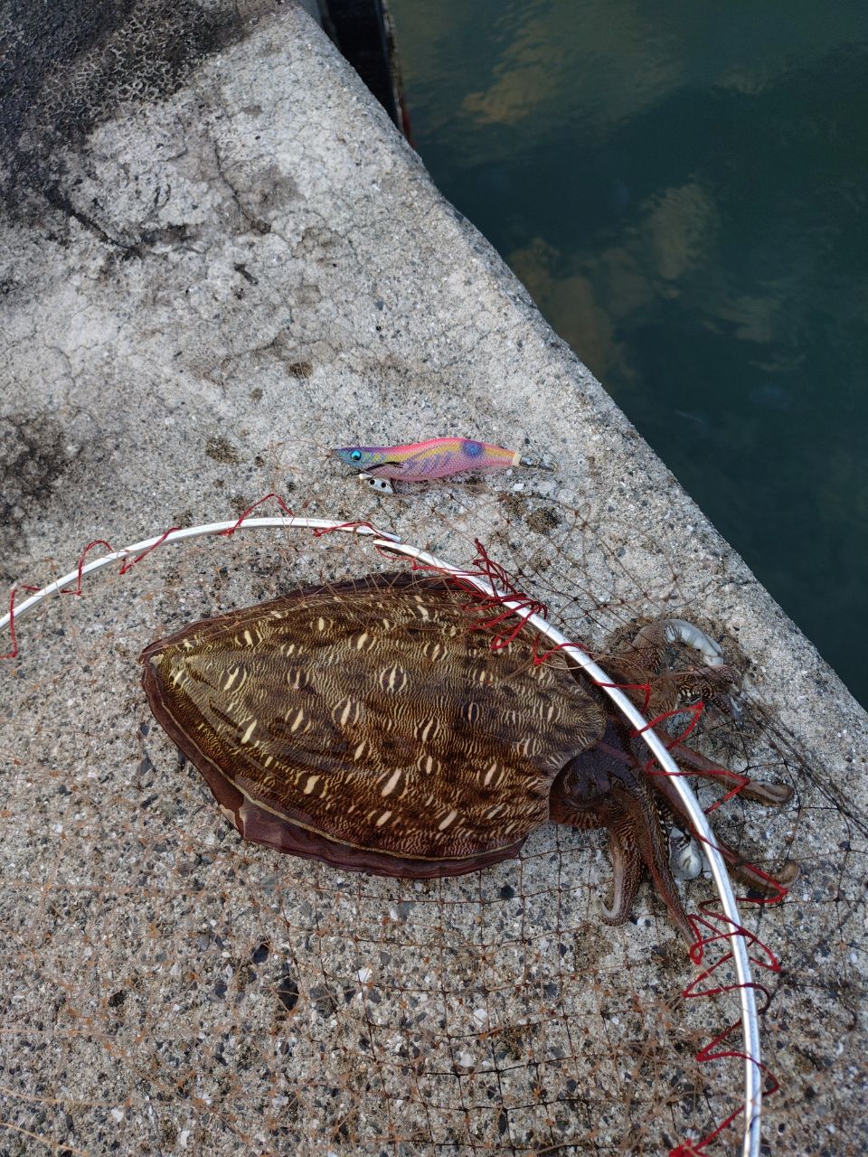 モンゴウイカの釣果写真