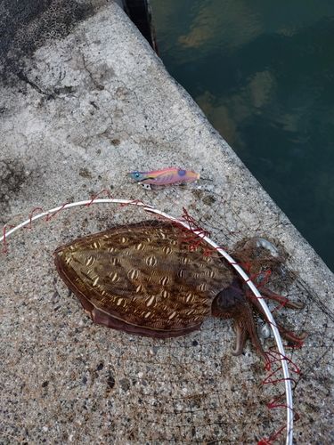 モンゴウイカの釣果