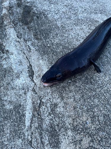 クロアナゴの釣果