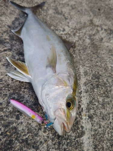 カンパチの釣果