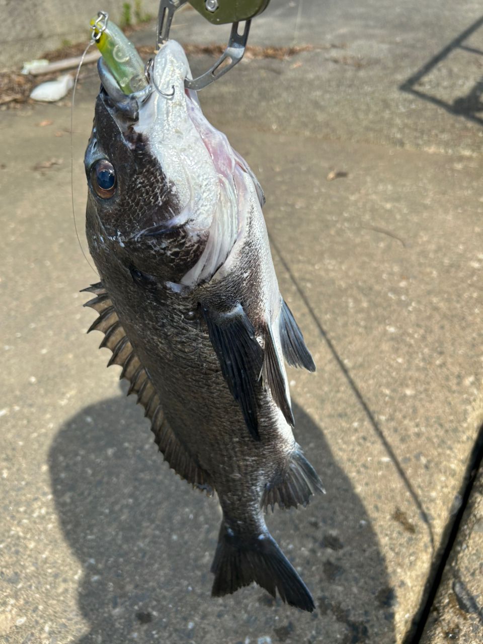 チヌの釣果写真