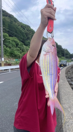 イトヨリダイの釣果