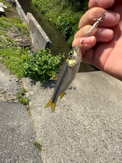 カワムツの釣果