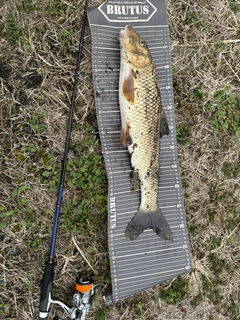 ニゴイの釣果