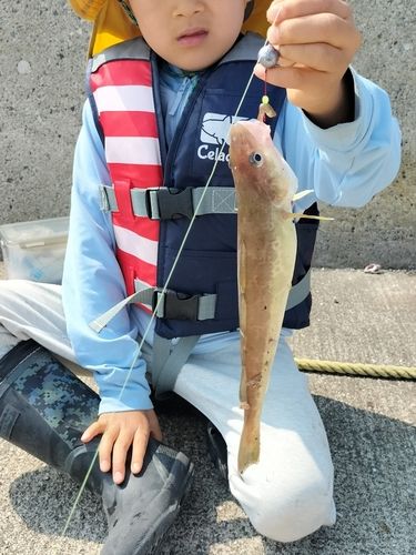 コマイの釣果