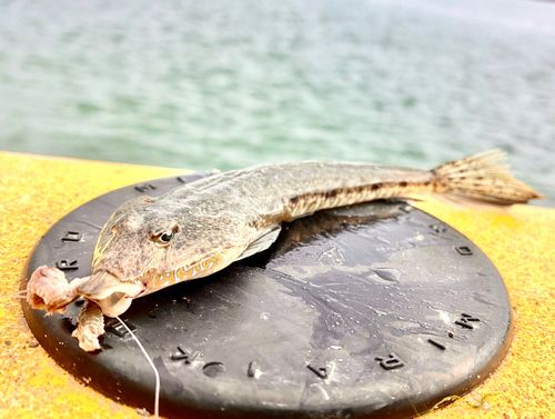 ネズミゴチの釣果