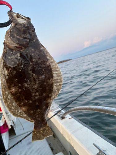 ソゲの釣果
