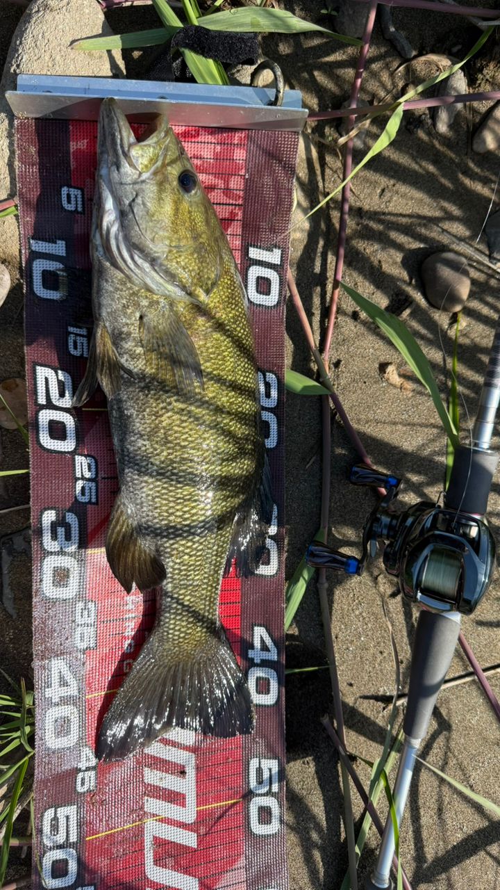 DAIWA 14ハートランド AGS 832MSB-SV AGS21の最安値・インプレ・釣果