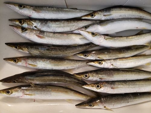 アカカマスの釣果