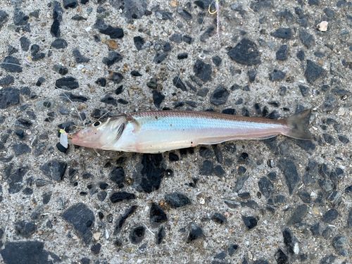 キスの釣果