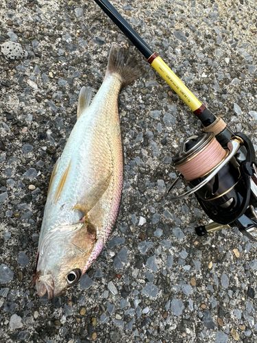 イシモチの釣果