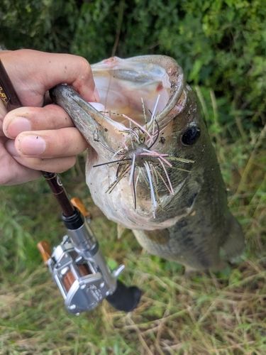 ラージマウスバスの釣果