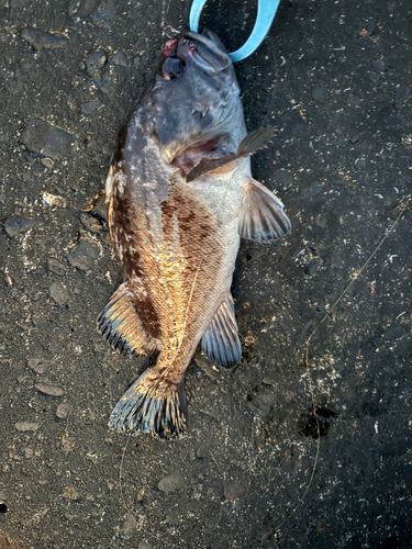 クロソイの釣果