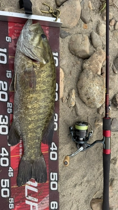 スモールマウスバスの釣果