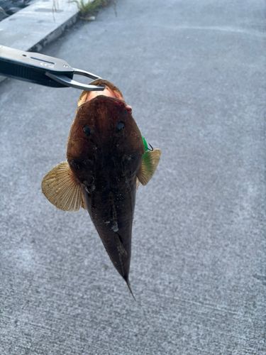 マゴチの釣果