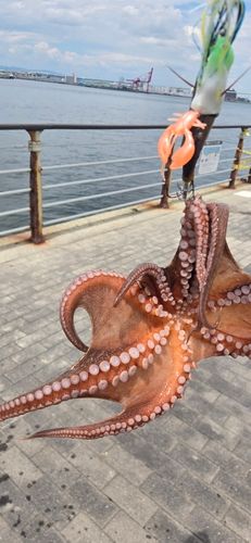 タコの釣果