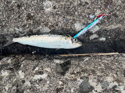 マイワシの釣果