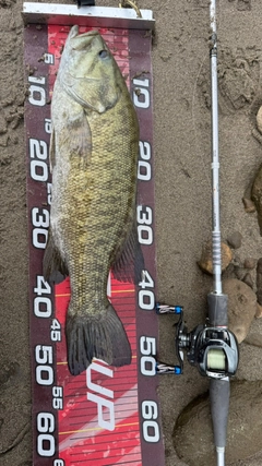 スモールマウスバスの釣果