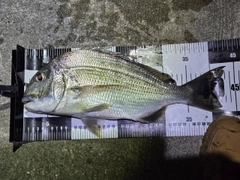 ヘダイの釣果