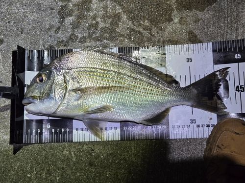 ヘダイの釣果